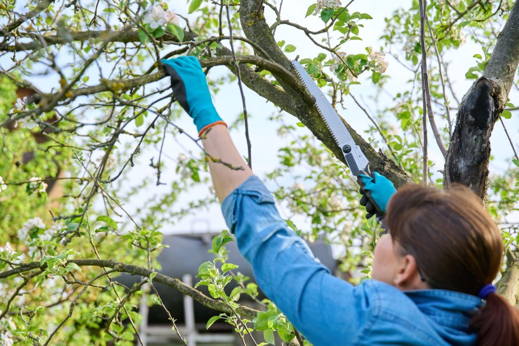 Tree Trimming & Pruning by Swift Tree & Landscape on the Treasure Coast