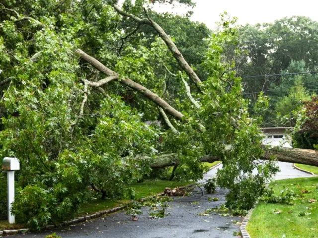 Emergency Tree Service by Swift Tree & Landscape on the Treasure Coast