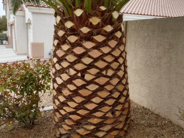 Palm Trimming by Swift Tree & Landscape on the Treasure Coast