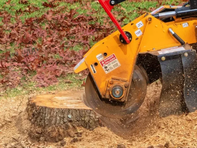 Stump Grinding by Swift Tree & Landscape on the Treasure Coast