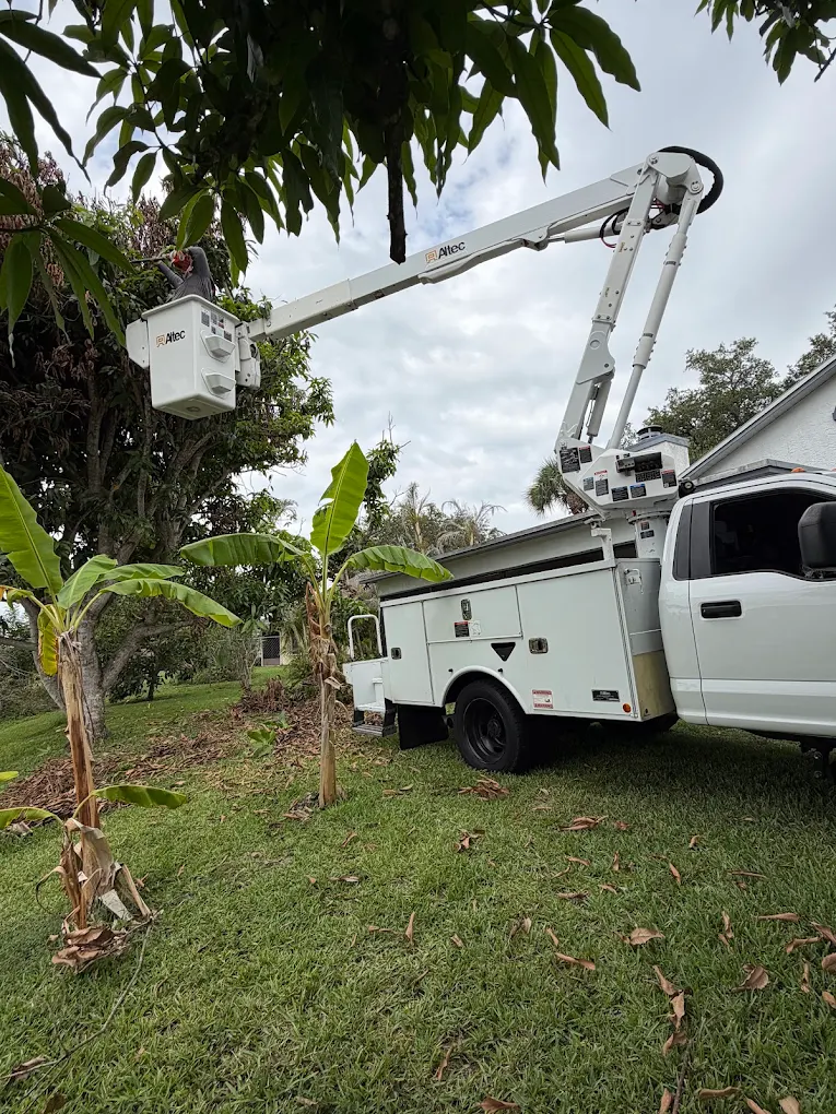 Bucket truck reaching into the canopy