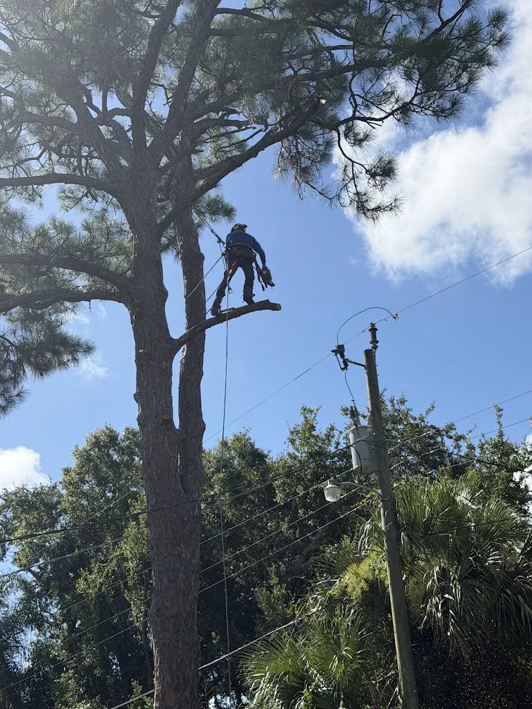 Climber high in a pine during a removal