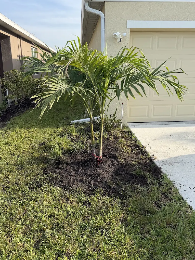 Newly planted palm after a replacement job