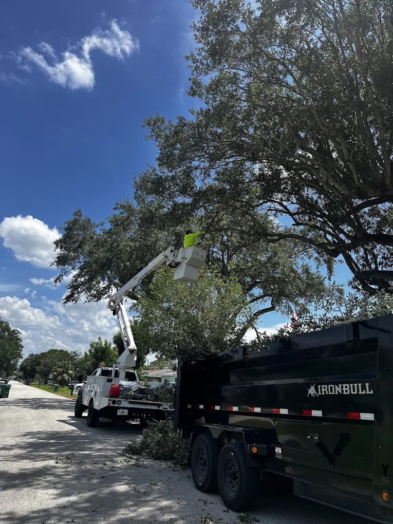 Oak trimming with the debris trailer staged
