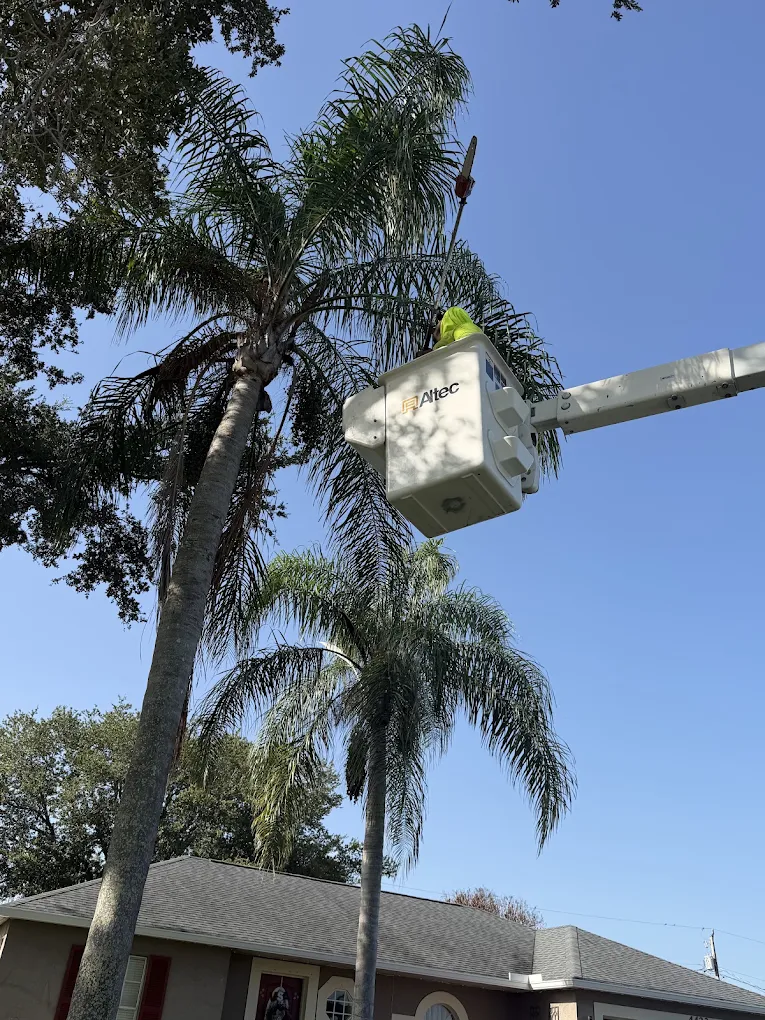 Palm trimming from a bucket truck