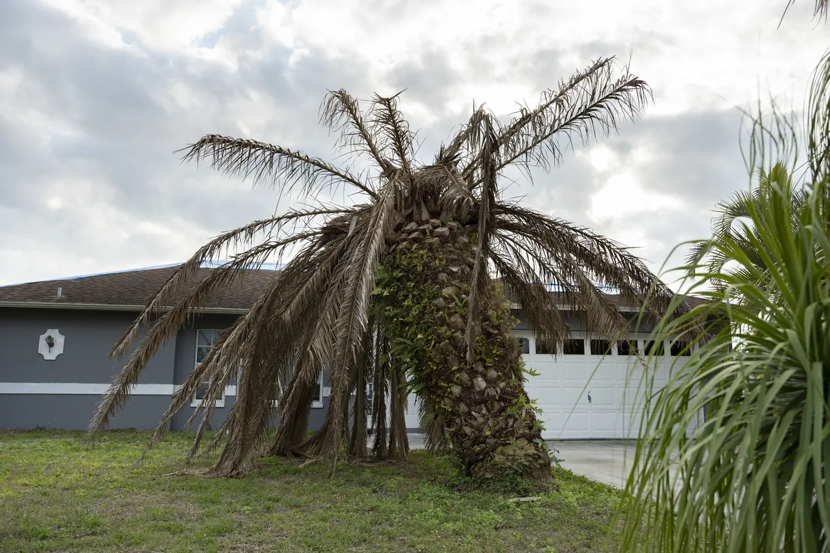 Dead palm with collapsed brown fronds in the front yard of a Florida home