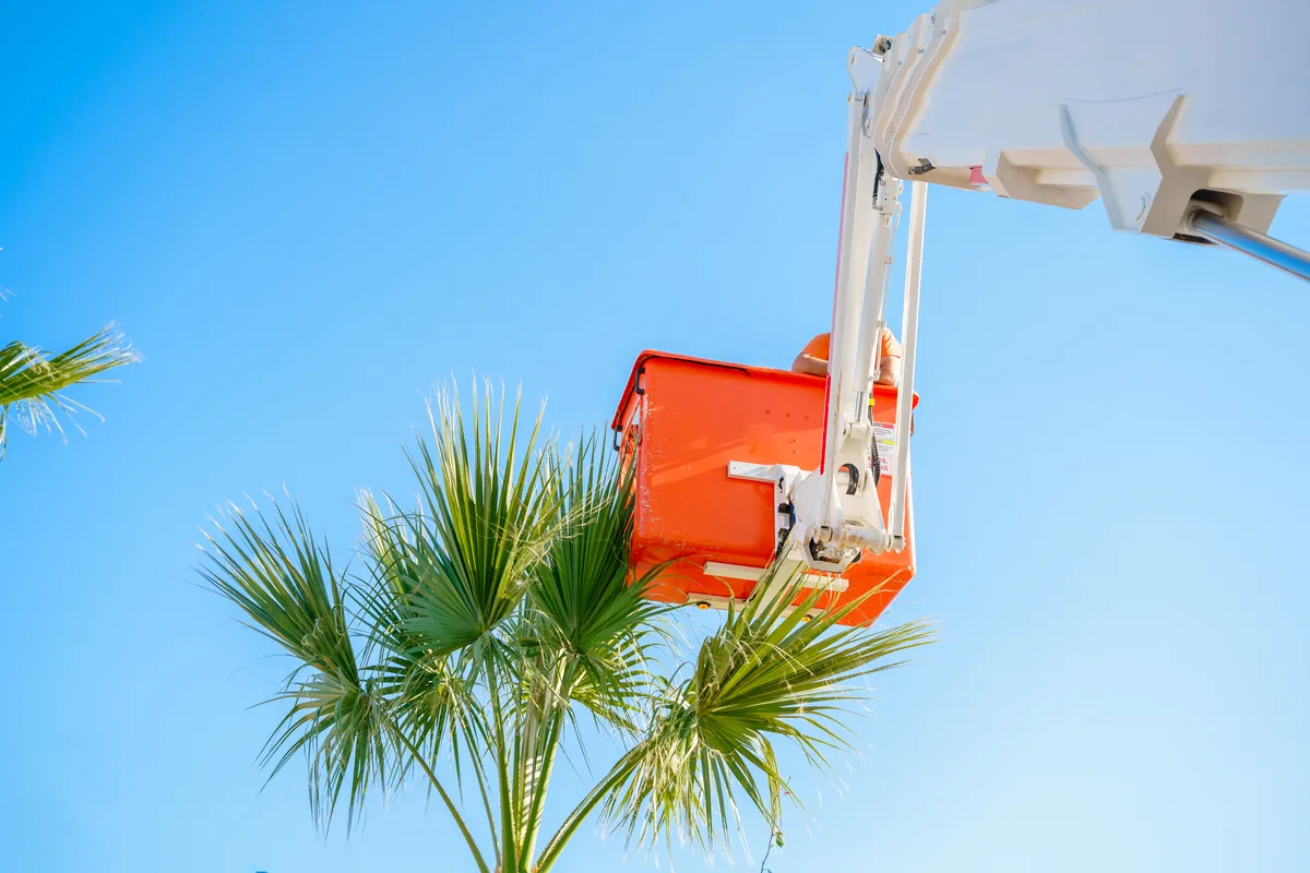 Arborist in an orange lift bucket working on a palm crown against a blue sky