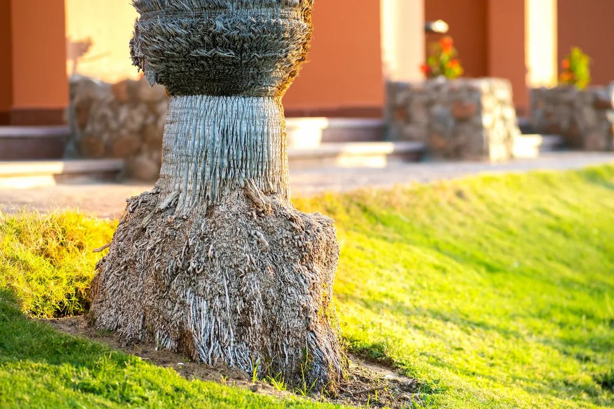 Base of a palm tree trunk on a lawn, where a Ganoderma conk would appear