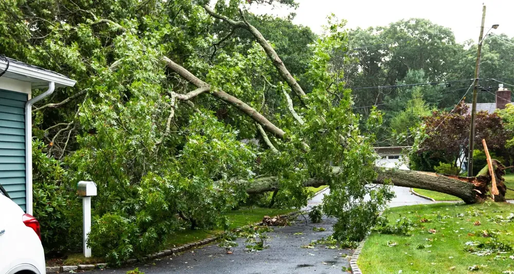 Emergency tree service for a storm-downed tree lying across a yard