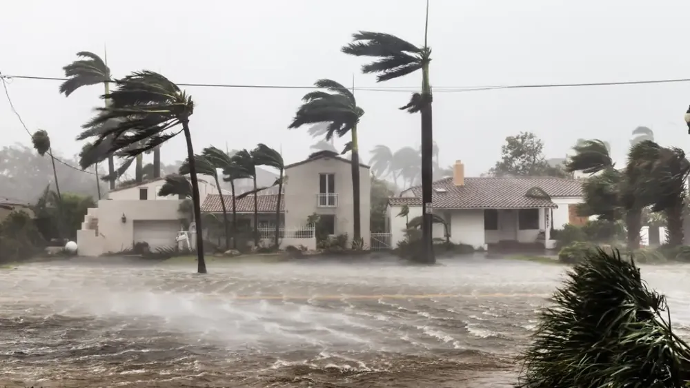 Palm trees bending in hurricane-force wind, the reason for hurricane prep tree work