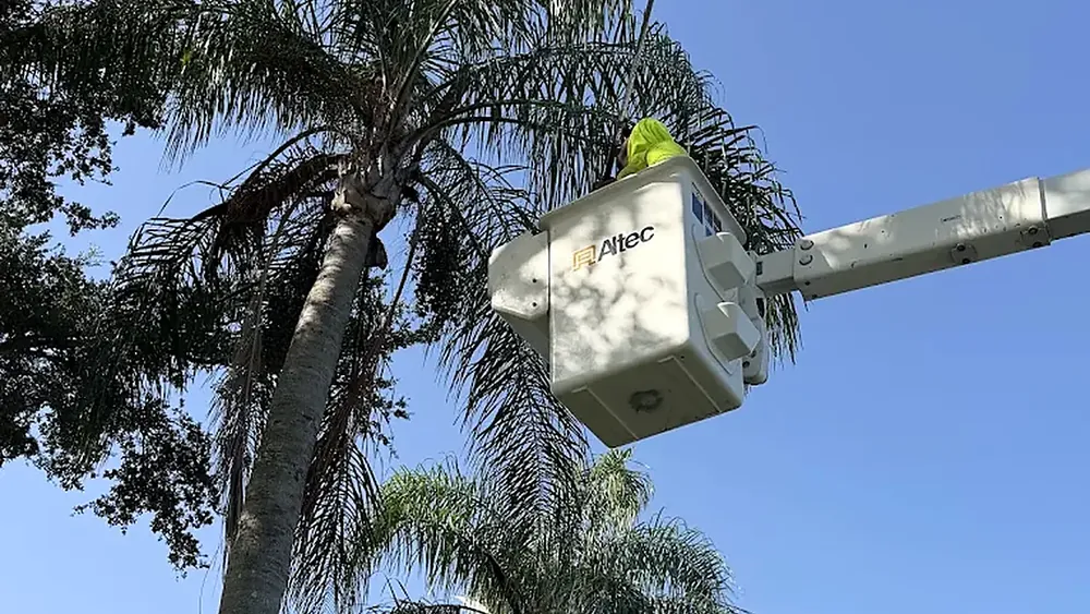 Palm trimming from a bucket truck lift