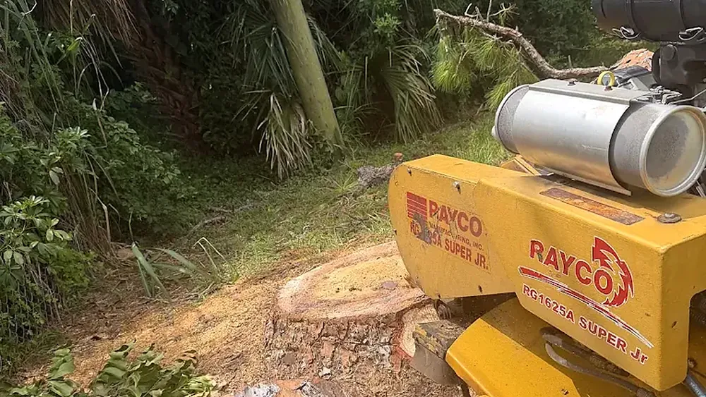 Stump grinding a pine stump with a stump grinder