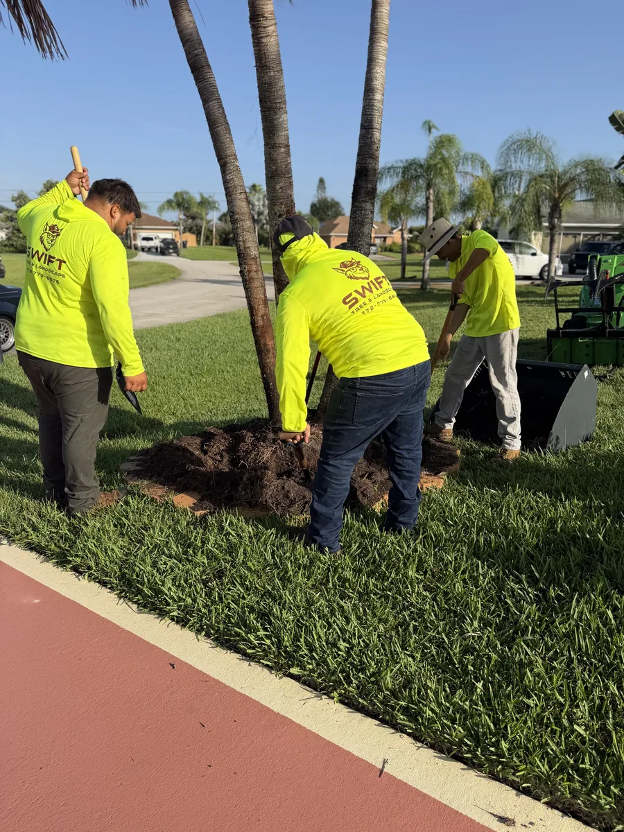 Three Swift Tree & Landscape crew members in branded hi-vis shirts digging out a palm root ball