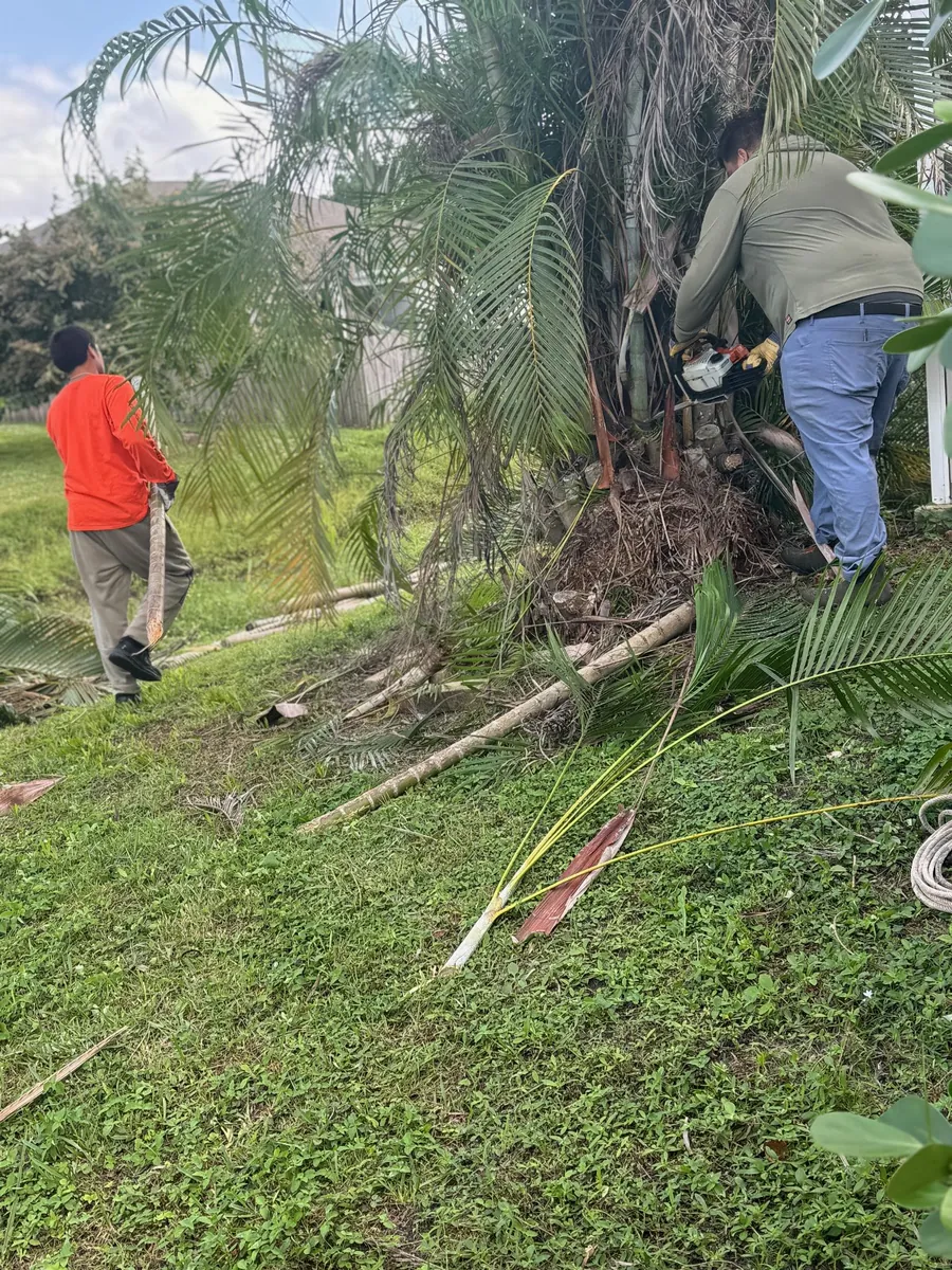 Swift crew clearing palm fronds during a tree service job in Roseland, FL